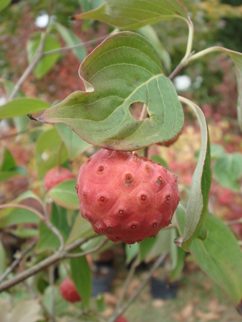Cornus kousa 'China Girl' fruit